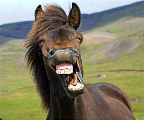 Awasome Horse Observed That Has Teeth Update