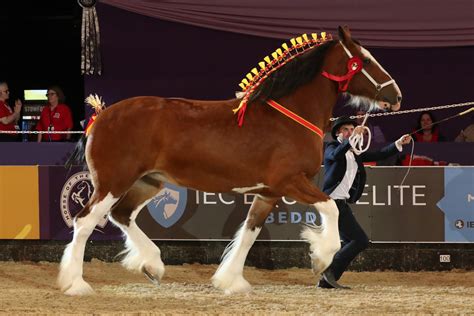 horse of the year show 2023 location