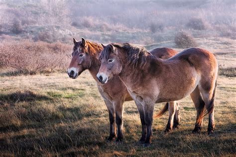 horse over and out