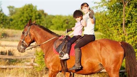 horse ownership for beginners
