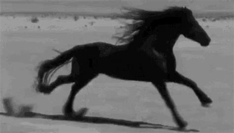 horse photo gif black and white