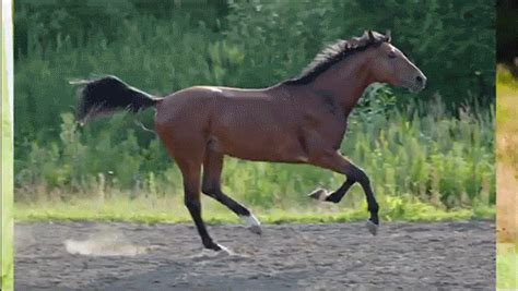 horse photo gif download