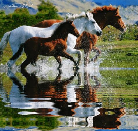 horse photo gif wallpaper