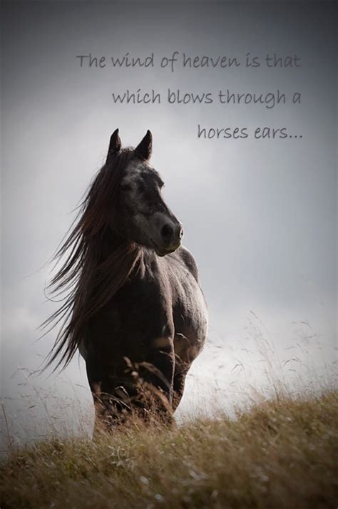 Horse Pictures With Quotes