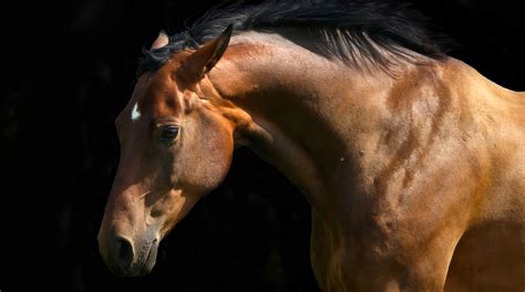 Horse Problems And Solutions