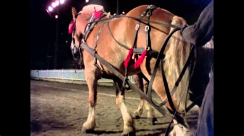 Horse Pulling Back Video
