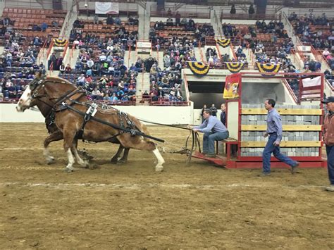 Horse Pulling Contest