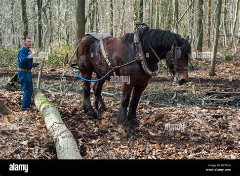 Horse Pulling Tree