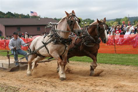 Horse Pulling Wisconsin