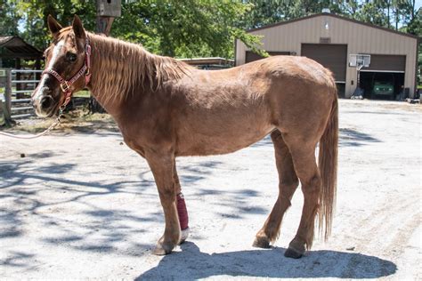 horse rescue for sale