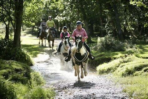 horse riding experience new forest