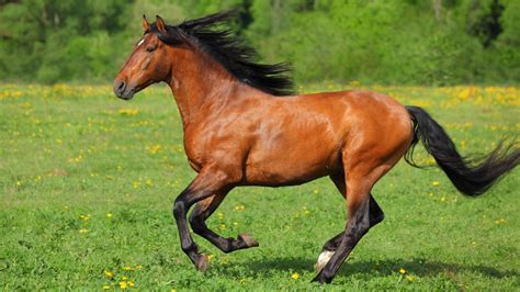 Horse Running