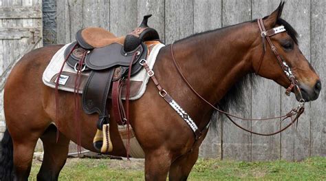 Horse Saddle Set Up