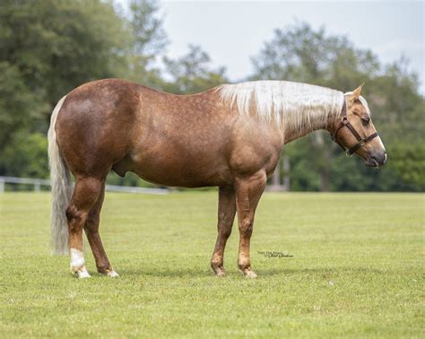 horse sales in texas 2023