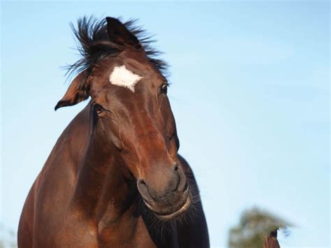 Horse Shaking Head
