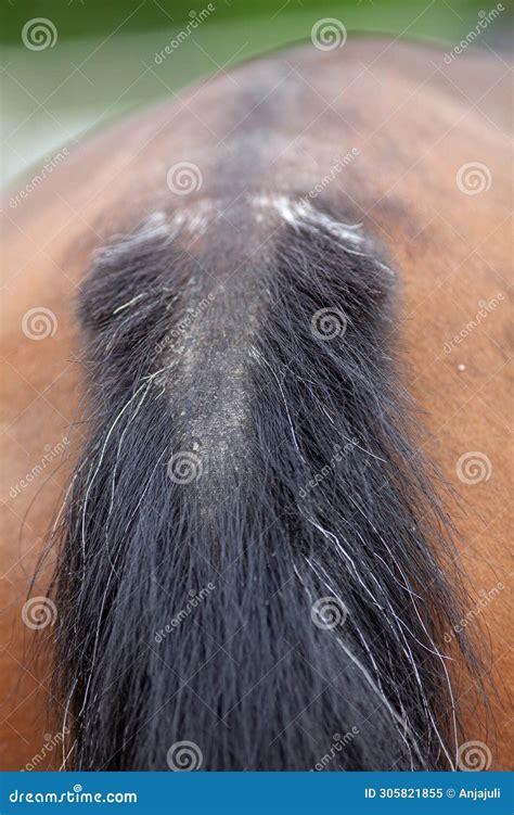 Horse Tail Problems