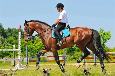 horse training videos for beginners
