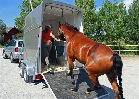 horse transport hire near me prices