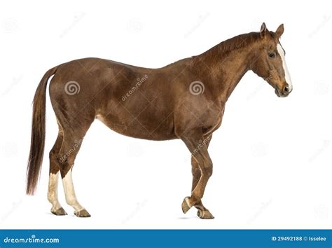 horse walking side view