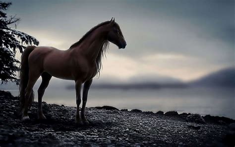Horse Wallpaper Hd