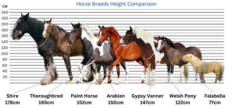 Horse Weights Explained