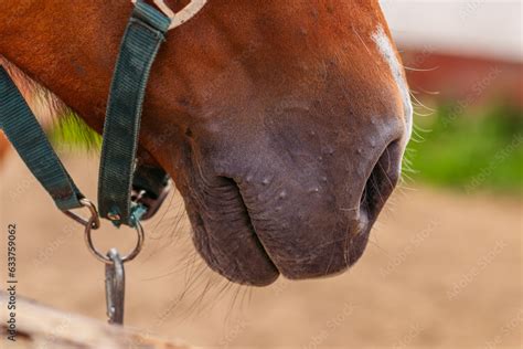 Horse With Lips Back