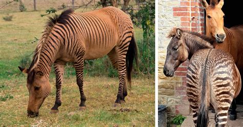 Horse Zebra Combo
