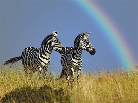 Horse Zebra Rainbow