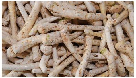 Deepika Agro Products Horseradish, Rs 3000 /kilogram