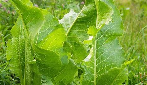Horseradish Leaves Poisonous Armoracia Rusticana Horse Radish