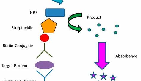 Horse Radish Peroxidase (HRP) Mechanism of Action YouTube