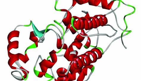 Horseradish Peroxidase Biotinylated Molecular Depot
