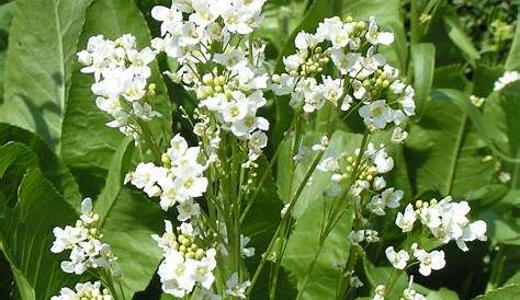 Horseradish Plant Flowering In Garden Stock Photo Image