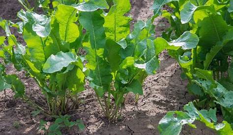 Horseradish Plant Harvest ing s Learn How And When To