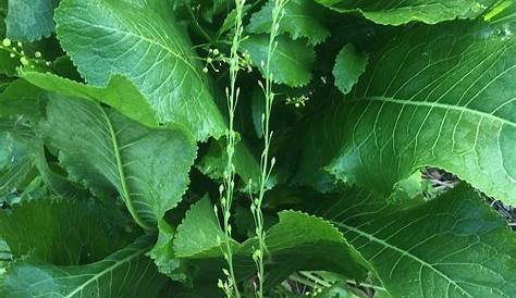 Horseradish Plant Photo The Shrub, Armoracia Rusticana, Grows In