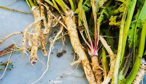 Horseradish Facts, Health Benefits and Nutritional Value