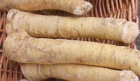 Horseradish Root Plant How To Grow And Harvest