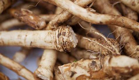 Horseradish Uses In Tamil Moringa Leaves Powder , सहजन पत्ती