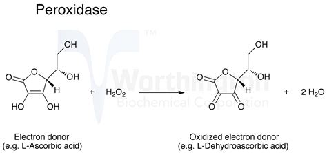 Horseradish Peroxidase Function