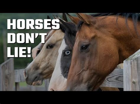 horses don't lie video