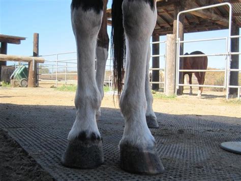 horses feet that turn out