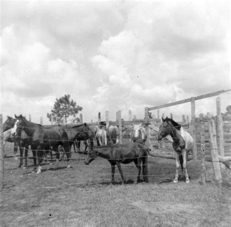 horses for sale in arcadia florida