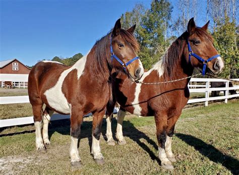 horses for sale in bath nc