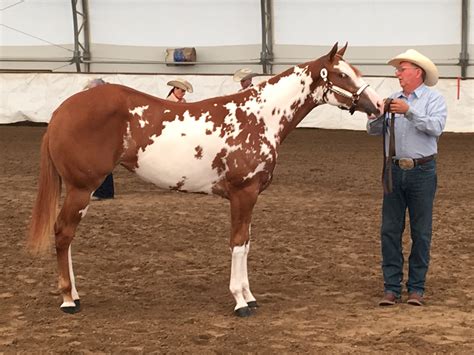 horses for sale in colorado and utah