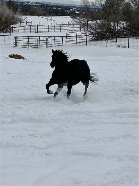 horses for sale in colorado equine now