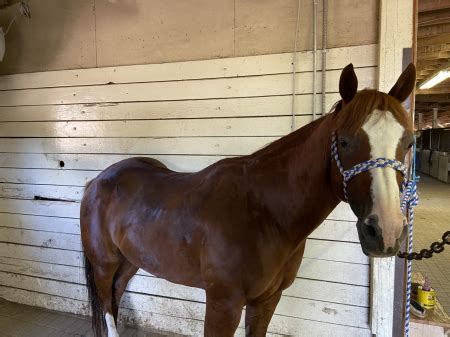horses for sale in michigan cheap