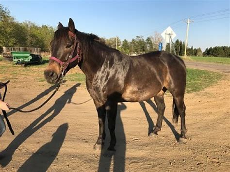 horses for sale in minnesota cheap