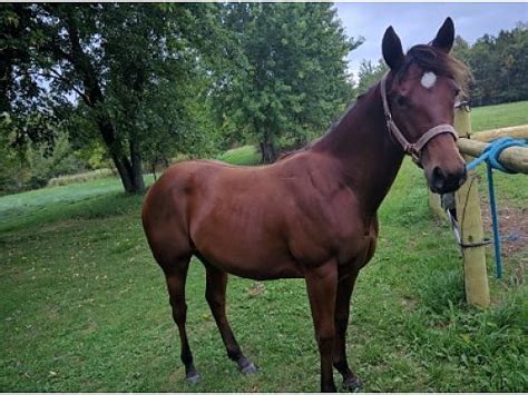 horses for sale in minnesota for free