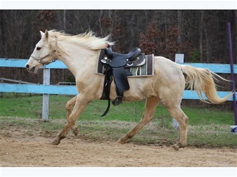 horses for sale in north carolina nc