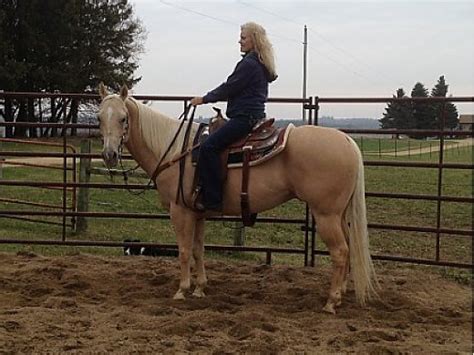 horses for sale in northern minnesota